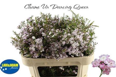 <h4>Chame Un Danc Queen</h4>