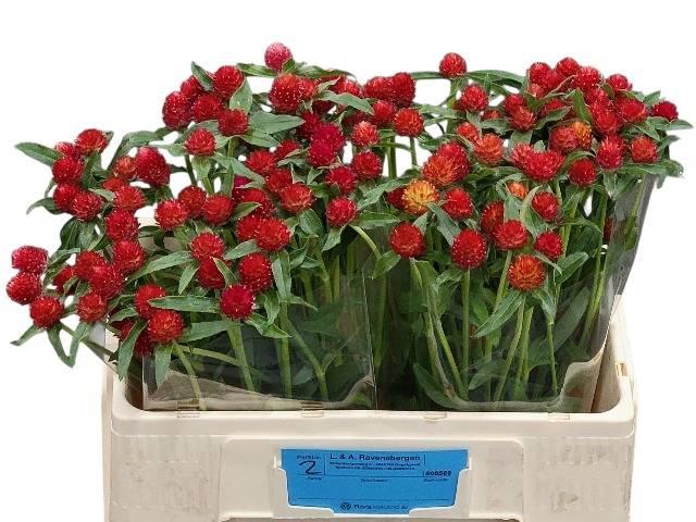 <h4>GOMPH GL STRAWBERRY</h4>