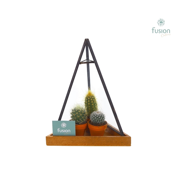 Glas Pyramide met metaal Small met Cactussen