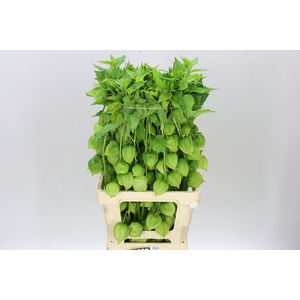 Physalis Green