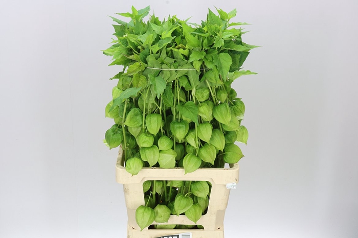 <h4>Physalis Green</h4>