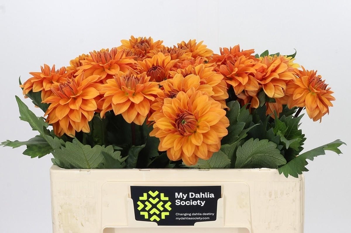 <h4>Dahlia Summerflame</h4>