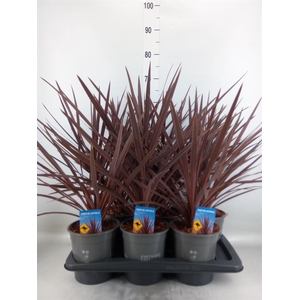 Cordyline austr. 'Red Star'