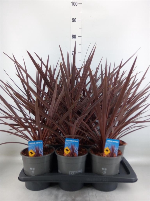 <h4>Cordyline austr. 'Red Star'</h4>