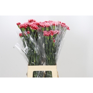 Dianthus St Cheerio