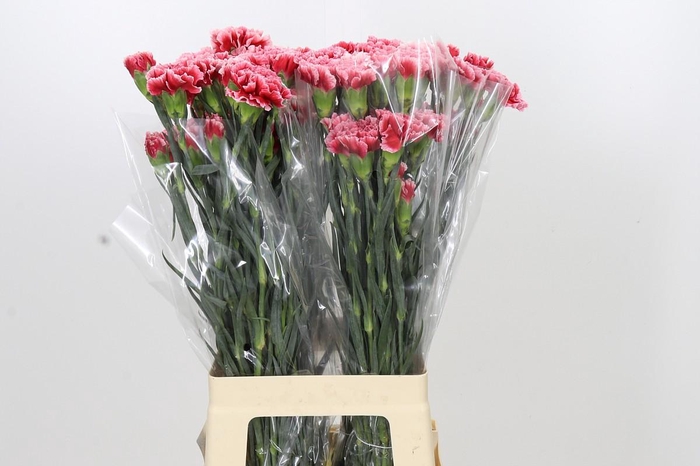 <h4>Dianthus St Cheerio</h4>