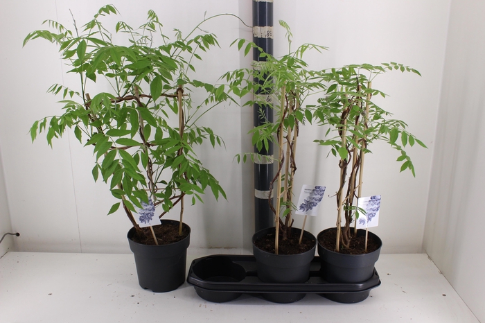 <h4>WIST AMETHYST FALLS</h4>