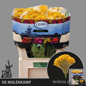 Celosia C Reprise Gold