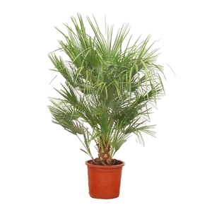 Chamaerops Humilis - 160cm