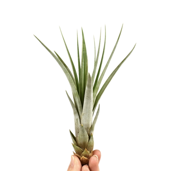 <h4>Tillandsia faciculata</h4>