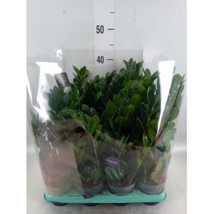 Zamioculcas zamiifolia 'Lima'