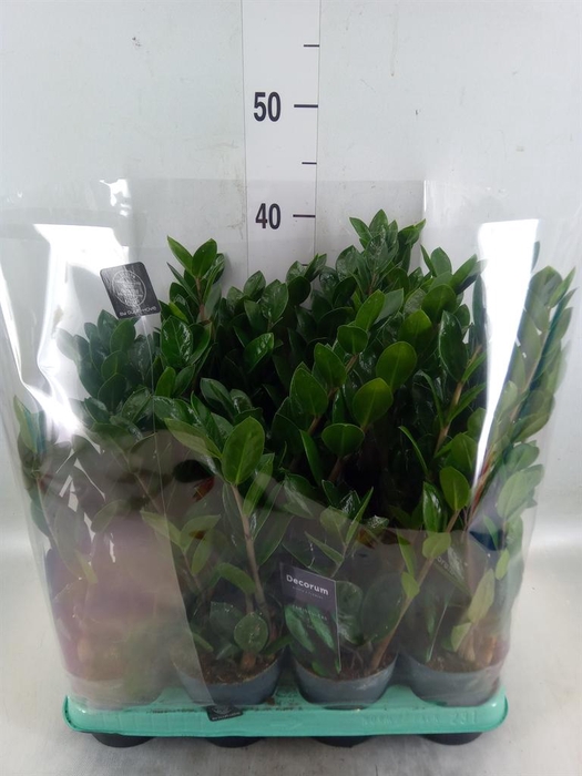 <h4>Zamioculcas zamiifolia 'Lima'</h4>