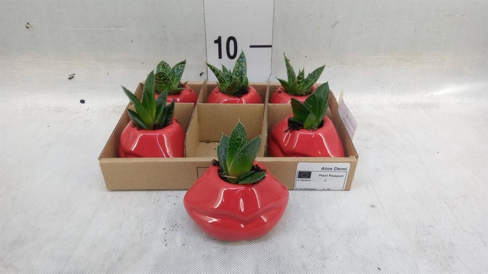 <h4>Succulents   ...</h4>