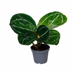 CALATHEA ROSEOPICTA P6 GREEN