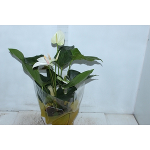 ANTHURIUM SUMI P17