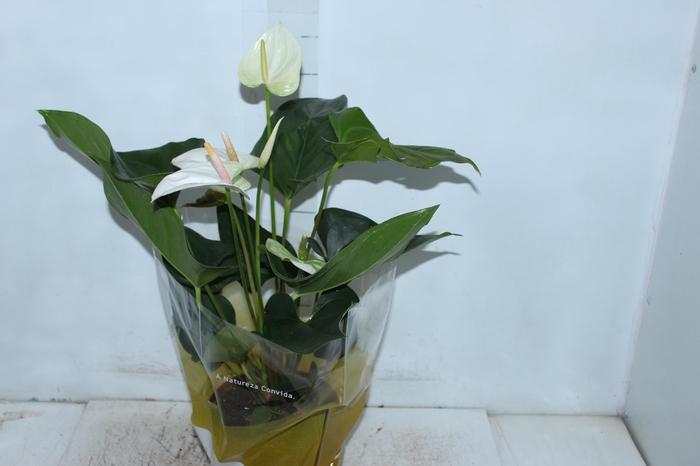 ANTHURIUM SUMI P17