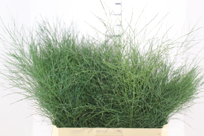 <h4>FOLHAGEM ASPARGO VASSOURINHA</h4>