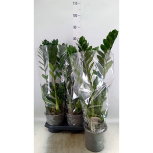 Zamioculcas zamiifolia