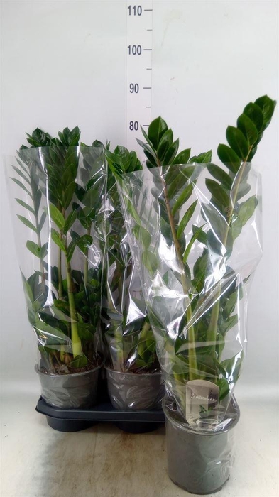 <h4>Zamioculcas zamiifolia</h4>
