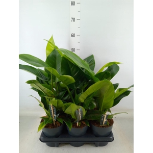 Philodendron  'Imperial Green'