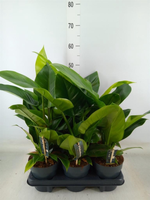 <h4>Philodendron 'Imperial Green'</h4>
