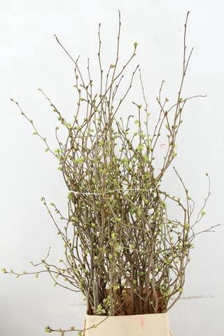 <h4>CORYLOPSIS S CYNTHIA 120CM</h4>