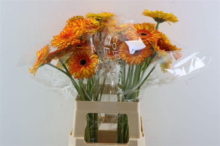 <h4>Ge Gr Spotlight</h4>