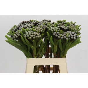 Cape Green Albiflora