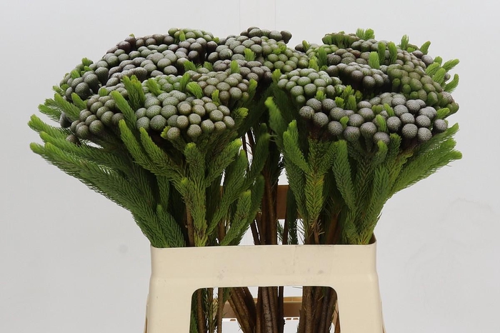 <h4>Cape Green Albiflora</h4>