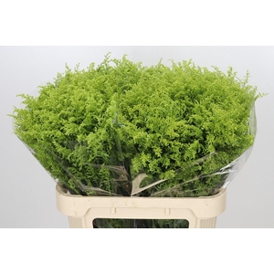 Solidago Tara Gold