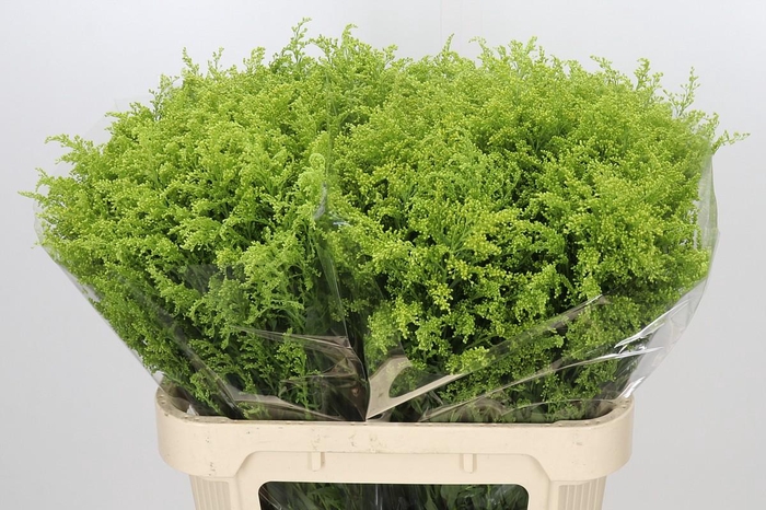 <h4>Solidago Tara Gold</h4>