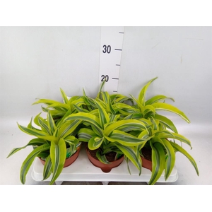 Dracaena frag. 'Lemon Surprise'
