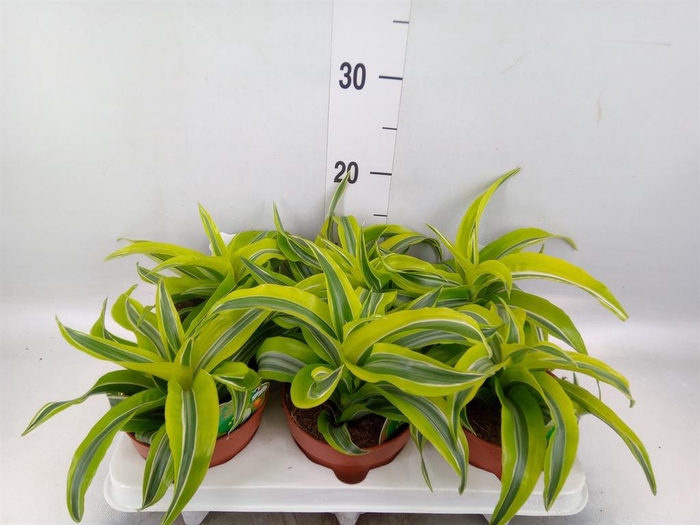 <h4>Dracaena frag. 'Lemon Surprise'</h4>