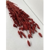 Dried Phalaris Red