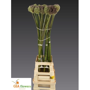 Allium Summer Drumme