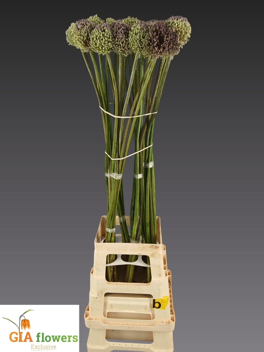 <h4>Allium Summer Drumme</h4>
