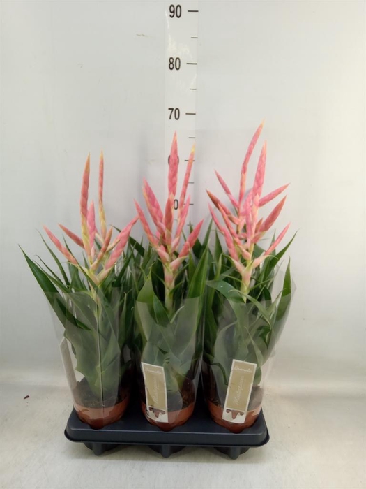 <h4>Tillandsia  'Dolce'</h4>