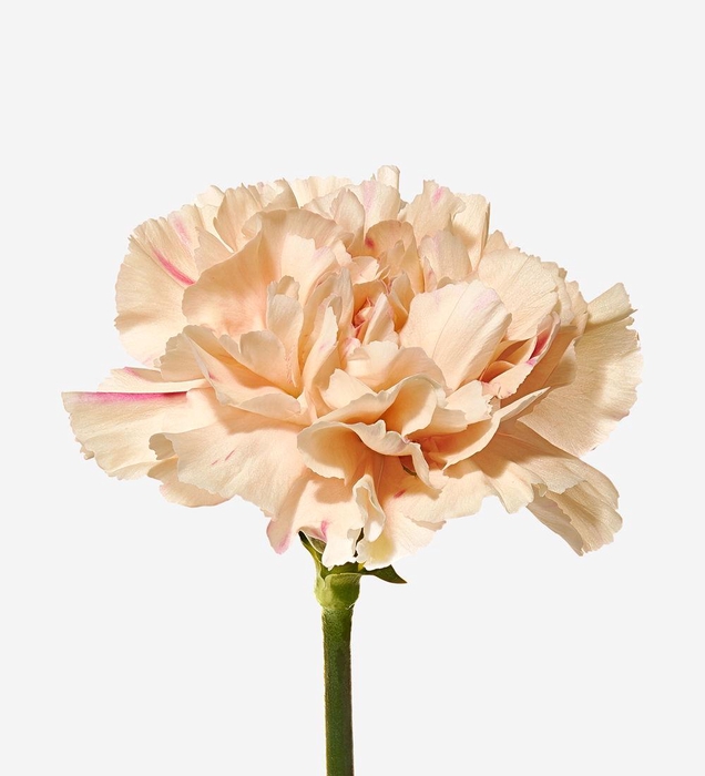 <h4>DI ST APPLE TEA</h4>