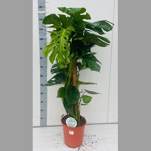 MONSTERA DELICIOSA