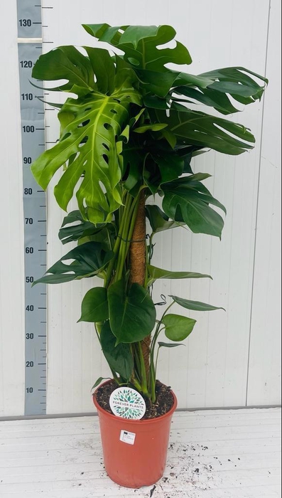 <h4>MONSTERA DELICIOSA</h4>