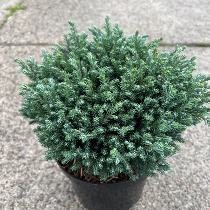 <h4>Chamaecyparis</h4>