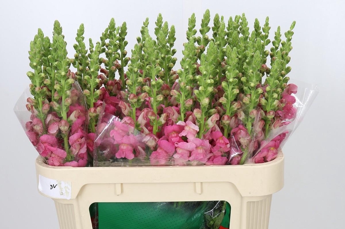 <h4>Antirrhinum Monaco Rose</h4>