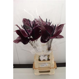 Anthurium Maravilla