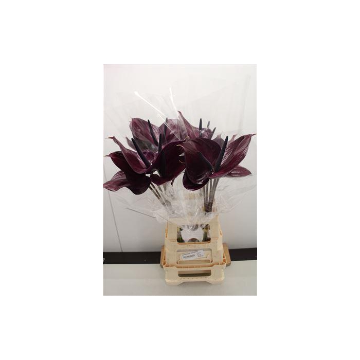 <h4>Anthurium Maravilla</h4>