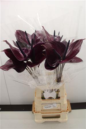 Anthurium Maravilla