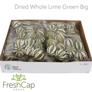 Dried Whole Lime Green Big