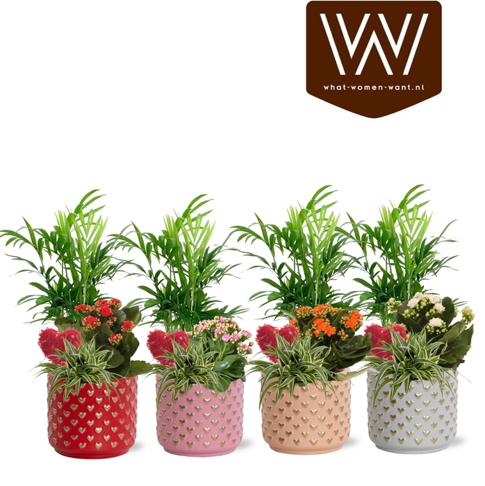 <h4>Collectie "Sympathetic Moods" - Arrangement in pot Kaya | Met bijsteker Hart</h4>