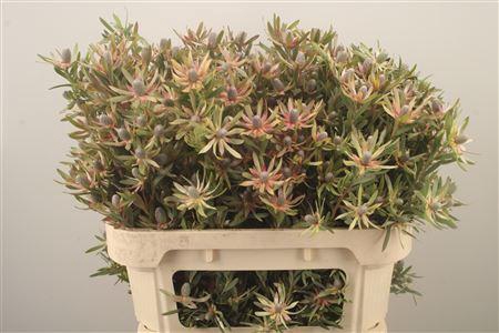 <h4>Leucad Ayoba Star Pearl</h4>