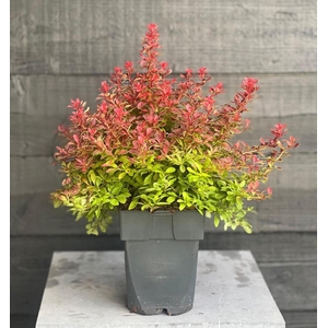 Berberis thunbergii 'Admiration'® P17