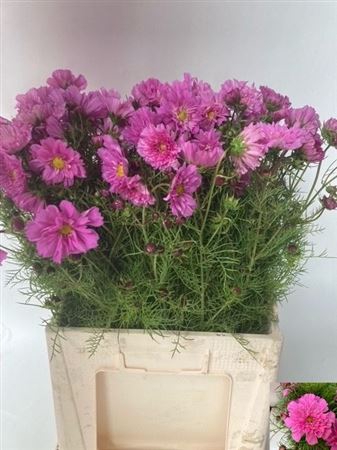 <h4>Cosmos Bipinnatus Pink</h4>